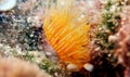 Mediterranean fanworm, the feather duster worm