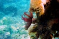 Mediterranean fanworm, the feather duster worm