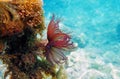 Mediterranean fanworm, the feather duster worm