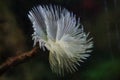 Mediterranean fanworm Sabella spallanzanii Royalty Free Stock Photo