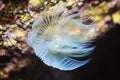 Mediterranean fanworm