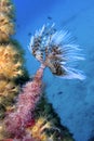 Mediterranean Fanworm, Cabo Cope Puntas del Calnegre Natural Park, Spain