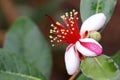 Mediterranean The feijoa, or pineapple guava flower- Feijoa sellowiana