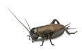 Mediterranean field cricket - Gryllus bimaculatus