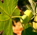 Mediterranean Fig Royalty Free Stock Photo
