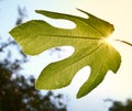 Mediterranean Fig Leaf Royalty Free Stock Photo