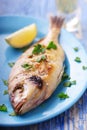 Mediterranean fish Royalty Free Stock Photo