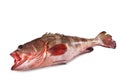 Grouper, Grouper fish, Cernia, isolated Royalty Free Stock Photo