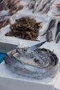 Mediterranean fish exposed