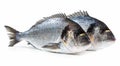 Gilt-head bream, Orata, isolated on white Royalty Free Stock Photo