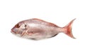 Red porgy, Pagrus pagrus isolated