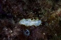 Mediterranean flatworm Prostheceraeus moseley