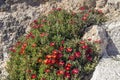 A flowering, undersized shrub Delosperma with red flowers growing against a cliff