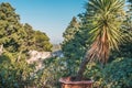 Mediterranean flora - palm tree in the evening Royalty Free Stock Photo