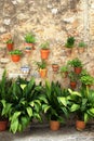 Mediterranean flowerpots on a rustic wall