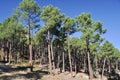 Mediterranean forest at Albarracin range, Spain