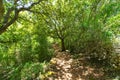 Mediterranean forest in Menorca with oak trees