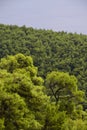 Mediterranean, forest and sea