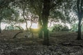 Mediterranean forest with sheep grazing at dawn Royalty Free Stock Photo