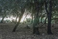 Mediterranean forest with sheep grazing at dawn Royalty Free Stock Photo