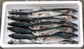 Mediterranean fresh horse mackerel Royalty Free Stock Photo