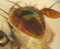 Mediterranean fruit fly or medfly Ceratitis capitata Royalty Free Stock Photo