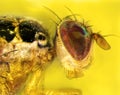 Mediterranean fruit fly or medfly Ceratitis capitata Royalty Free Stock Photo