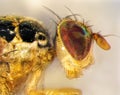 Mediterranean fruit fly or medfly (Ceratitis capitata) Royalty Free Stock Photo