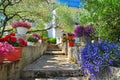 Mediterranean garden flowers olive tree and colorful plants, Croatia