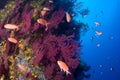 Mediterranean gorgonians and Anthias anthias fish. Medes Islands. Costa Brava Royalty Free Stock Photo