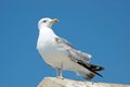 Mediterranean gull