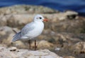 Mediterranean gull