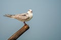 Mediterranean Gull on bamboo