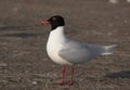 Mediterranean gull