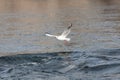 The Mediterranean seagull flies at sunset over blue moving waters, by day