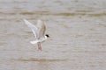 A Mediterranean Gull flying over the water Royalty Free Stock Photo