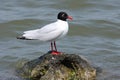 Mediterranean gull (ichthyaetus melanocephalus)