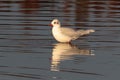 A Mediterranean Gull, Ichthyaetus melanocephalus, seagull. Royalty Free Stock Photo