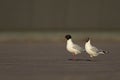 An Mediterranean gull Ichthyaetus melanocephalus standing next to a black-headed gull in a parking lot in city Bremen.