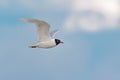 A Mediterranean Gull, Ichthyaetus melanocephalus. UK. Royalty Free Stock Photo