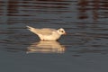 A Mediterranean Gull, Ichthyaetus melanocephalus, Winter plumage Royalty Free Stock Photo