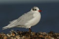 Mediterranean Gull Larus melanocephalus standing on a pebble beach looking around for food.