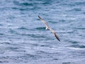 Mediterranean Gull -Larus michahellis - flies above the surface of the Mediterranean Sea near the shore Royalty Free Stock Photo