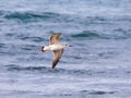 Mediterranean Gull -Larus michahellis - flies above the surface of the Mediterranean Sea near the shore Royalty Free Stock Photo