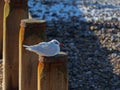 Mediterranean Gull on at Selsey