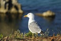 Mediterranean gull