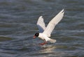 Mediterranean Gull, Zwartkopmeeuw, Larus melanocephalus