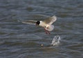 Mediterranean Gull, Zwartkopmeeuw, Larus melanocephalus