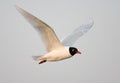 Mediterranean Gull, Zwartkopmeeuw, Larus melanocephalus Royalty Free Stock Photo