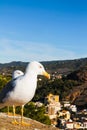 Mediterranean gull on the wall of Gibralfaro castle, Malaga, Spain